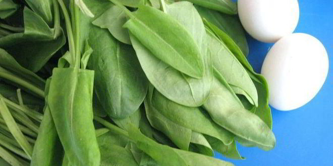 Рецепт щей щавелевых холодных