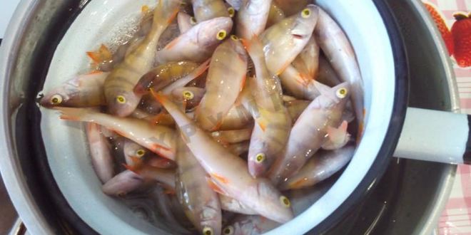 Рецепт рыбного супа уха из окуня