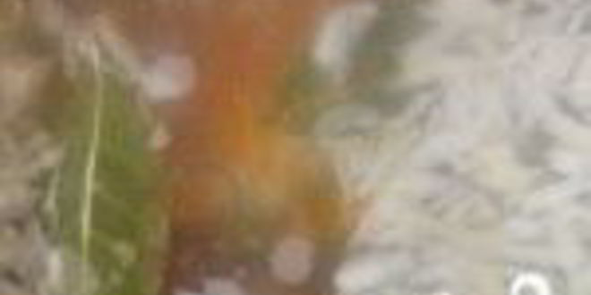 Рецепт ухи из карася