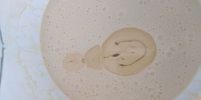 Рецепт блинчиков любимых с ягодным курдом