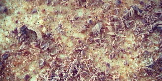 Рецепт пышных булочек