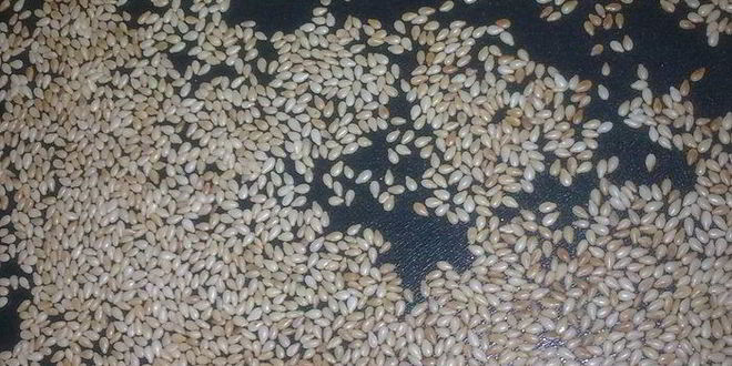 Рецепт сырных булочек с кунжутом