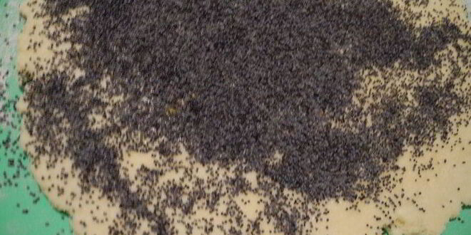 Рецепт творожных плюшек с маком и хрустящие печенья