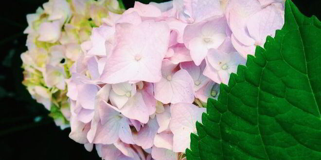 Рецепт цельнозерновых сконов с яблоком