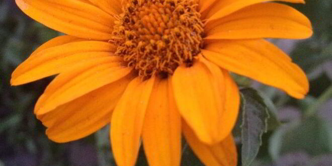 Рецепт цельнозерновых сконов с яблоком