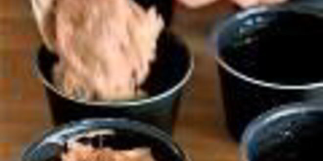 Рецепт маффинов из цукини с шоколадом