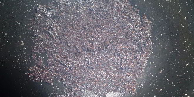 Рецепт рогаликов рулетики с маком в шоколадной глазури