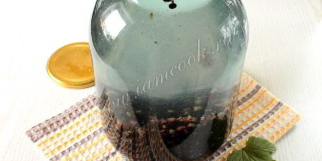 Рецепт компота из черной смородины на зиму