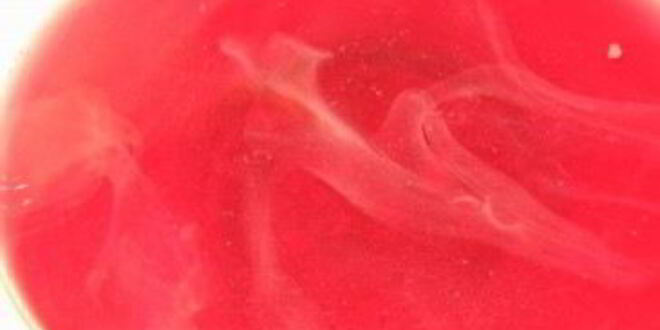 Рецепт компота из вишни с косточками на зиму