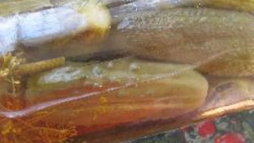 Рецепт маминых маринованных огурцов