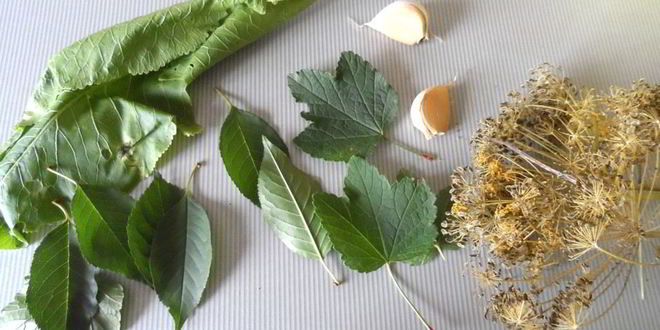 Рецепт маринованных огурцов