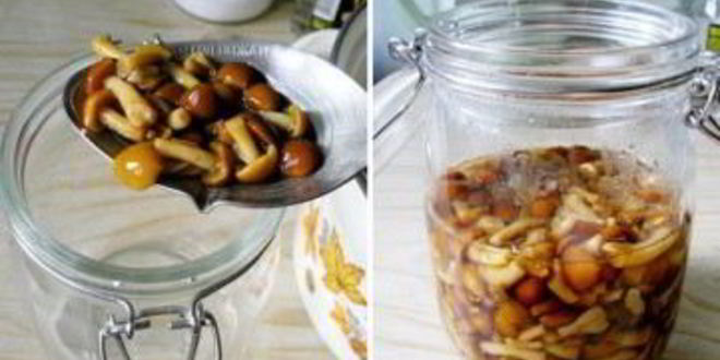 Рецепт маринованных опят в собственном соку