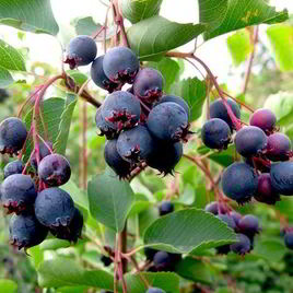 Рецепт Повидла из ирги