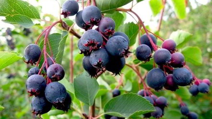 Рецепт повидла из ирги