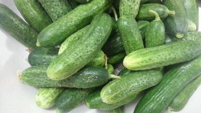 Рецепт Хрустящих малосольных огурцов