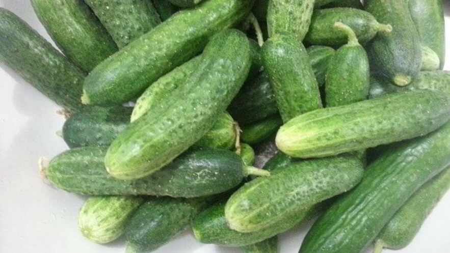 Рецепт хрустящих малосольных огурцов