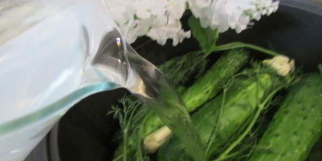 Рецепт малосольных огурчиков в минеральной воде