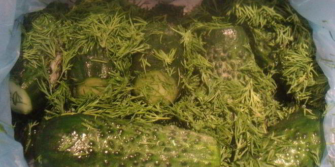 Рецепт малосольных огурцов без рассола