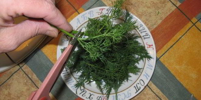 Рецепт малосольных помидоров, фаршированных укропом и чесноком