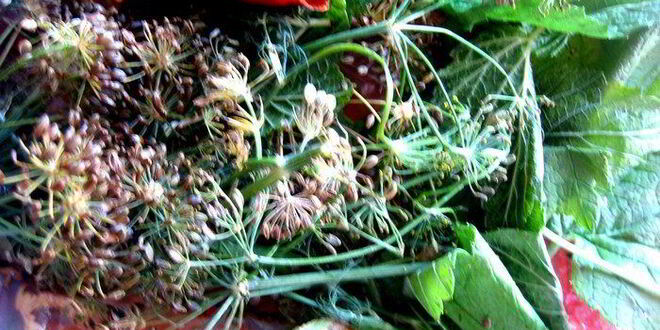 Рецепт малосольных помидоров суточных