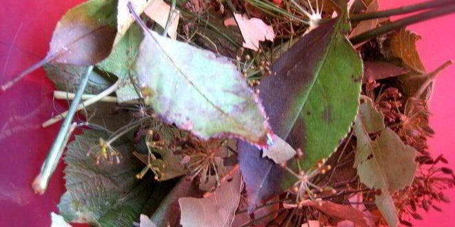 Рецепт малосольных помидоров суточных