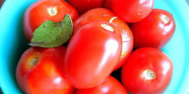 Рецепт малосольных помидоров суточных