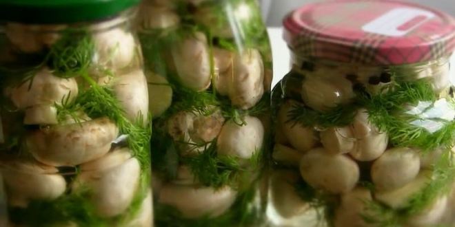 Рецепт малосольных шампиньонов