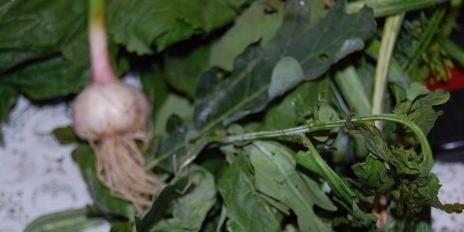 Рецепт огурцов малосольных фирменных