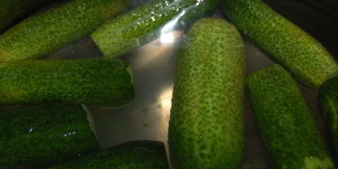 Рецепт огурцов малосольных фирменных