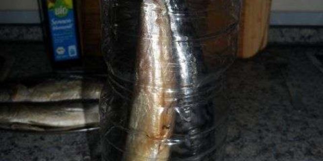 Рецепт скумбрии домашнего посола