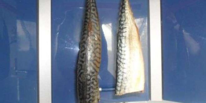 Рецепт скумбрии домашнего посола