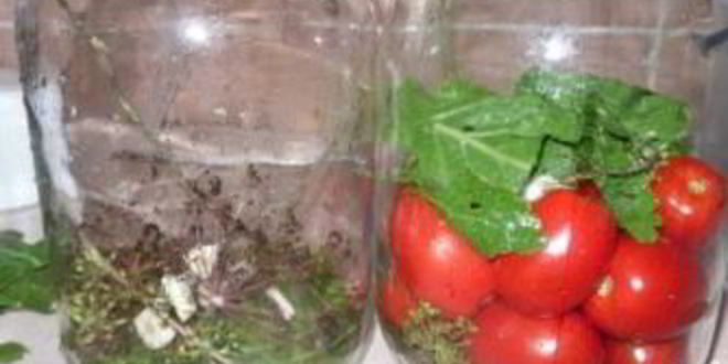 Рецепт соленых помидоров без закатки