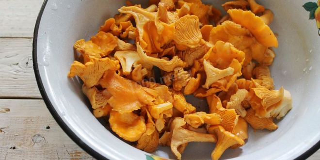 Рецепт соленых лисичек на зиму