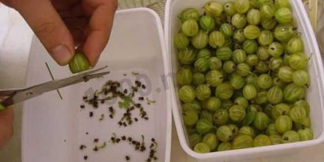 Рецепт варенья из крыжовника изумрудное