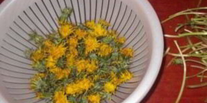 Рецепт варенья из одуванчика для печени