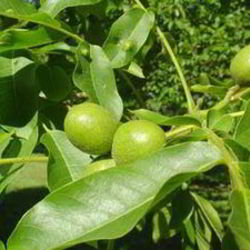 Рецепт Варенья из зеленых грецких орехов