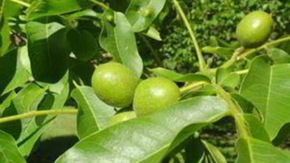 Рецепт Варенья из зеленых грецких орехов