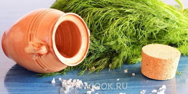 Рецепт засолки укропа на зиму