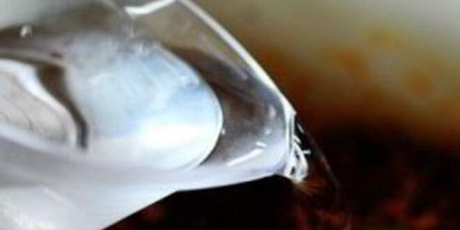 Рецепт американского бутерброда с говядиной