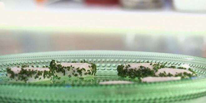 Рецепт канапе с форелью