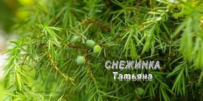 Рецепт паштета куриного с черникой