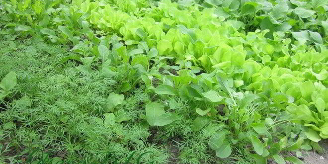 Рецепт тарта творожного с зеленью