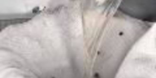 Рецепт заливного из судака